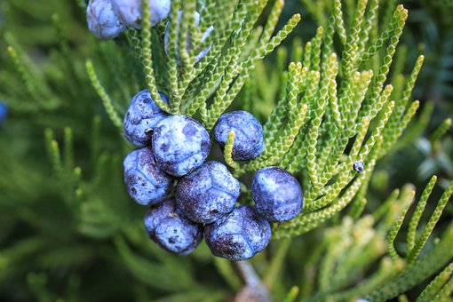 5 Emerging Benefits of Juniper Berries